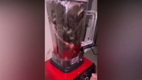 cat in blender twitter video